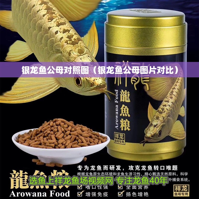 銀龍魚(yú)公母對(duì)照?qǐng)D（銀龍魚(yú)公母圖片對(duì)比）