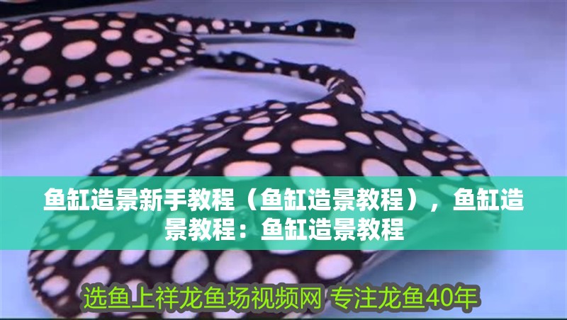 魚缸造景新手教程（魚缸造景教程），魚缸造景教程：魚缸造景教程