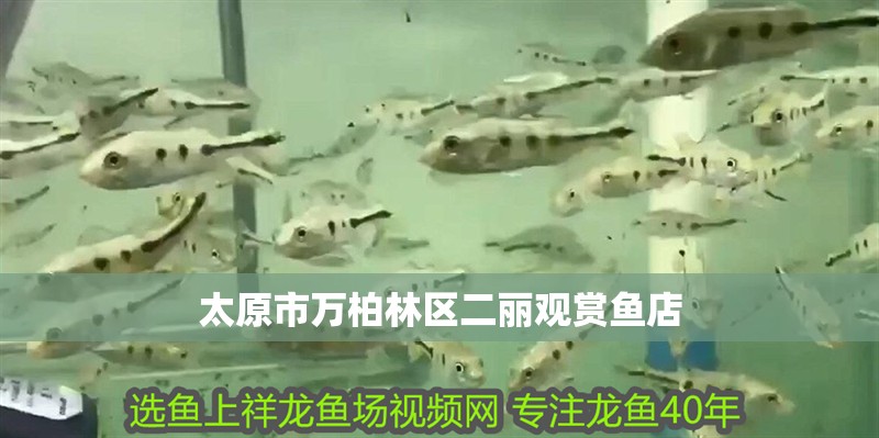 太原市萬柏林區二麗觀賞魚店