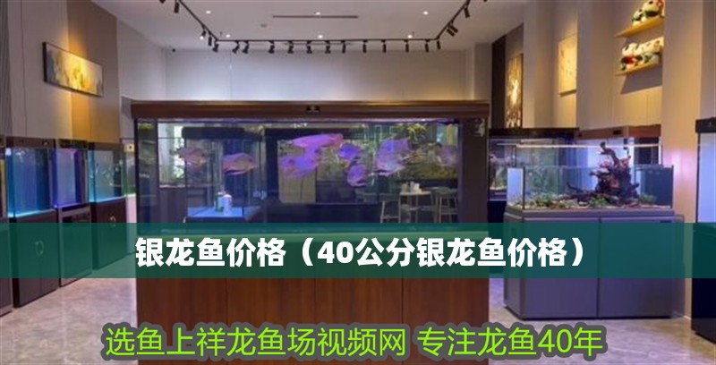 銀龍魚價(jià)格（40公分銀龍魚價(jià)格）