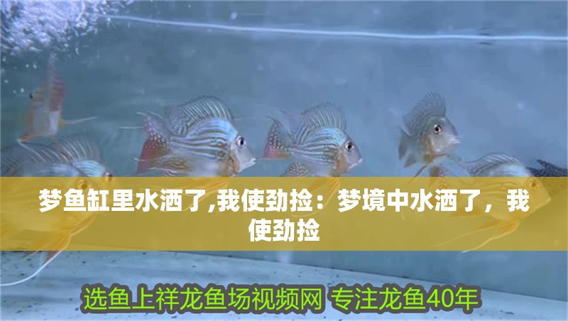 夢魚缸里水灑了,我使勁撿：夢境中水灑了，我使勁撿