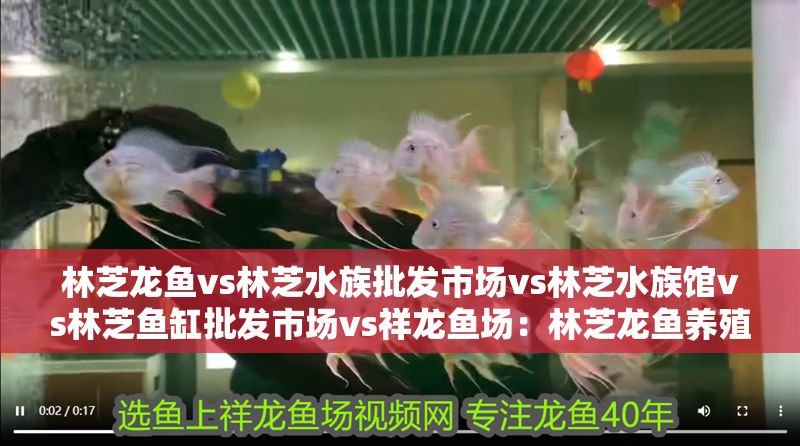 林芝龍魚vs林芝水族批發(fā)市場vs林芝水族館vs林芝魚缸批發(fā)市場vs祥龍魚場：林芝龍魚養(yǎng)殖技術(shù) 林芝龍魚vs林芝水族批發(fā)市場vs林芝水族館vs林芝魚缸批發(fā)市場vs祥龍魚場：林芝龍魚養(yǎng)殖技術(shù) 祥龍魚場各市分站 第2張