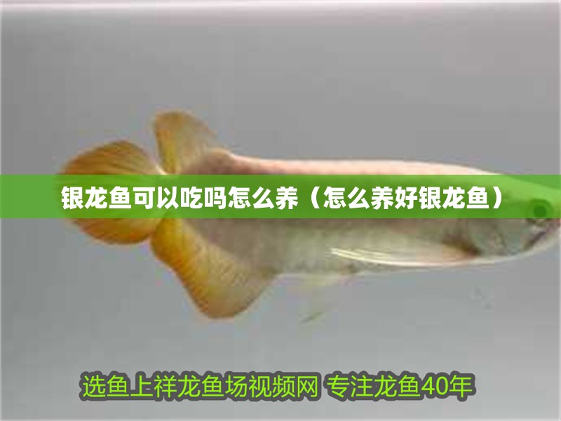 銀龍魚可以吃嗎怎么養（怎么養好銀龍魚）