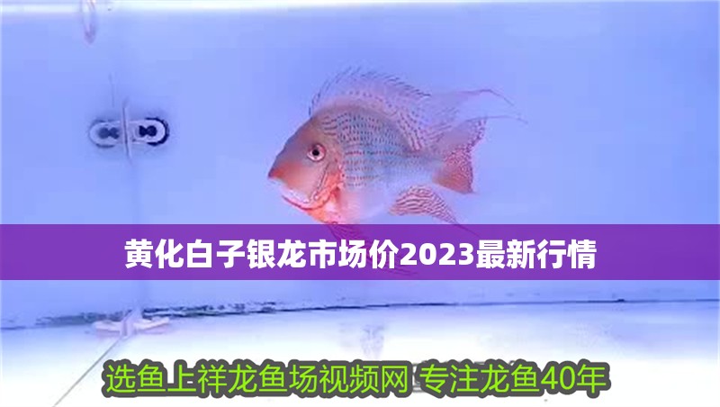 黃化白子銀龍市場價2023最新行情