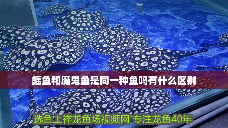 鰩魚和魔鬼魚是同一種魚嗎有什么區別