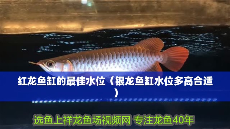 紅龍魚缸的最佳水位（銀龍魚缸水位多高合適）