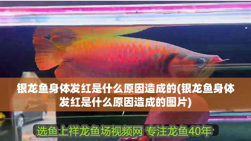 銀龍魚身體發紅是什么原因造成的(銀龍魚身體發紅是什么原因造成的圖片)