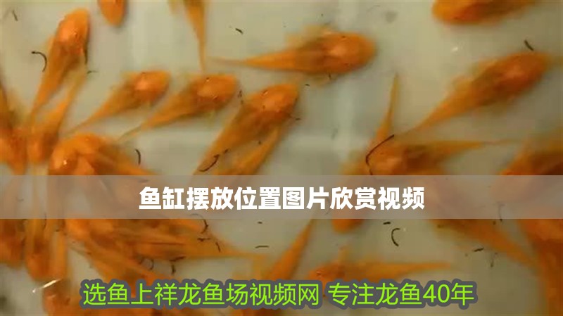 魚缸擺放位置圖片欣賞視頻