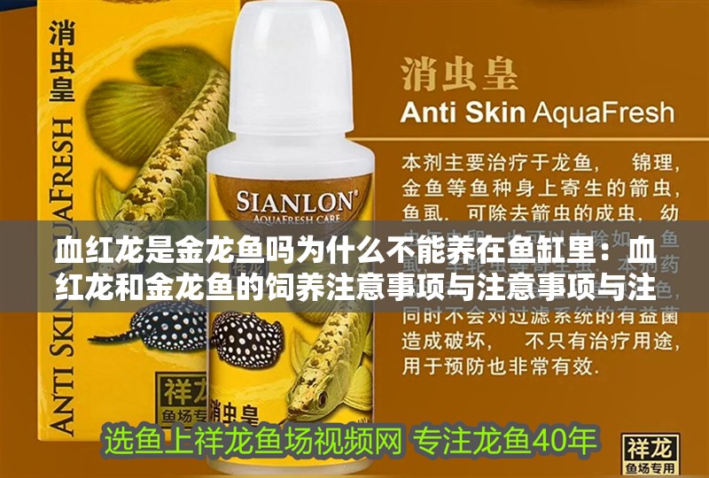 血紅龍是金龍魚嗎為什么不能養在魚缸里：血紅龍和金龍魚的飼養注意事項與注意事項與注意事項