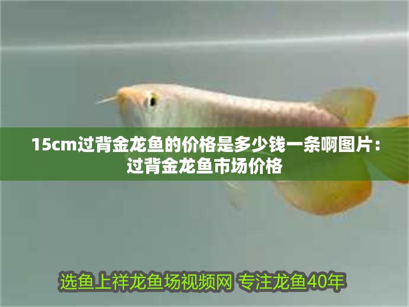 15cm過(guò)背金龍魚(yú)的價(jià)格是多少錢一條啊圖片：過(guò)背金龍魚(yú)市場(chǎng)價(jià)格