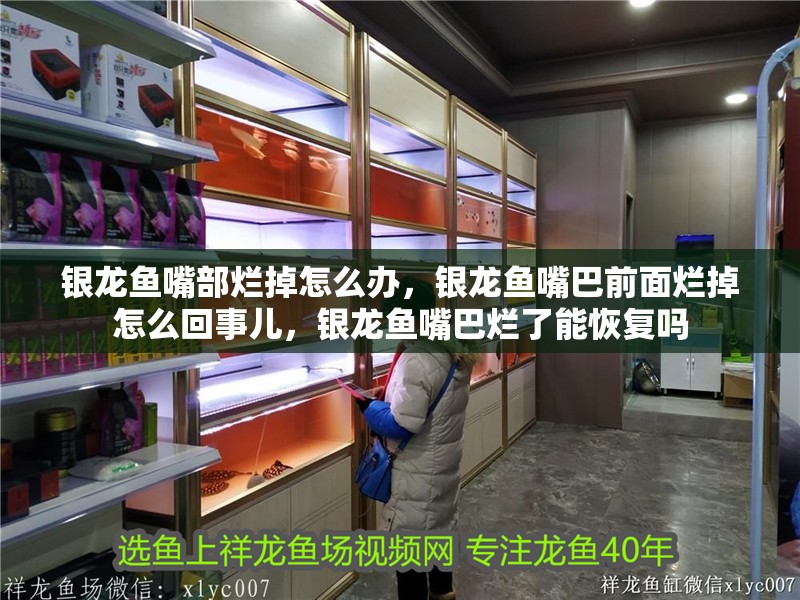 銀龍魚嘴部爛掉怎么辦，銀龍魚嘴巴前面爛掉怎么回事兒，銀龍魚嘴巴爛了能恢復嗎