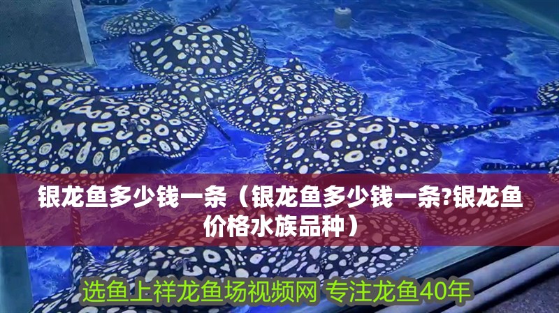 銀龍魚多少錢一條（銀龍魚多少錢一條?銀龍魚價格水族品種）