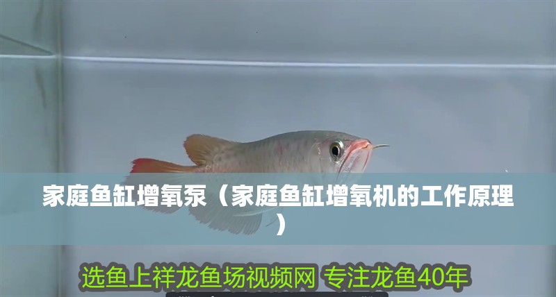 家庭魚缸增氧泵（家庭魚缸增氧機的工作原理）