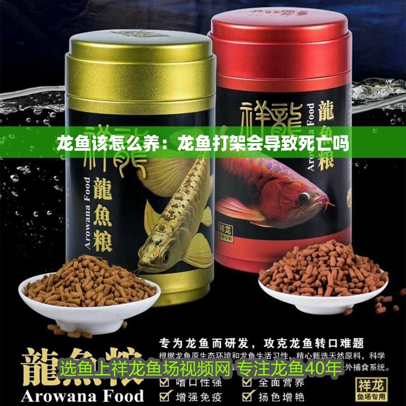 龍魚該怎么養：龍魚打架會導致死亡嗎