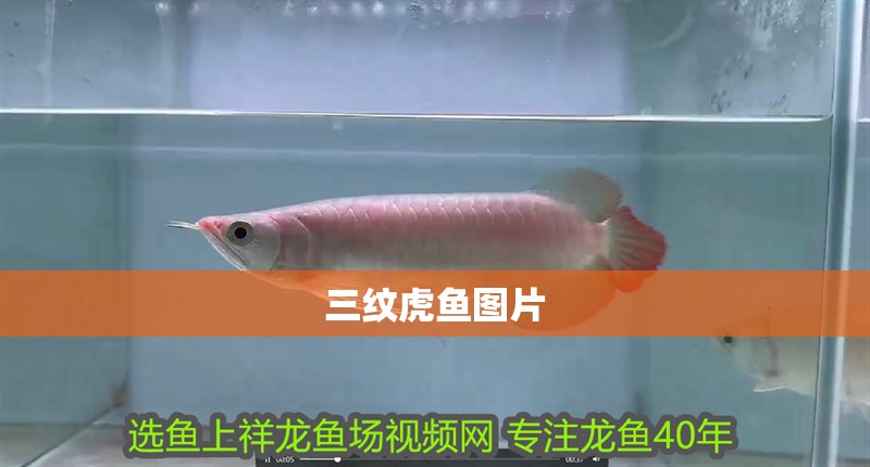 三紋虎魚(yú)圖片
