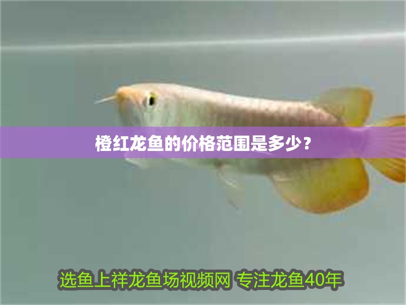 橙紅龍魚的價(jià)格范圍是多少？