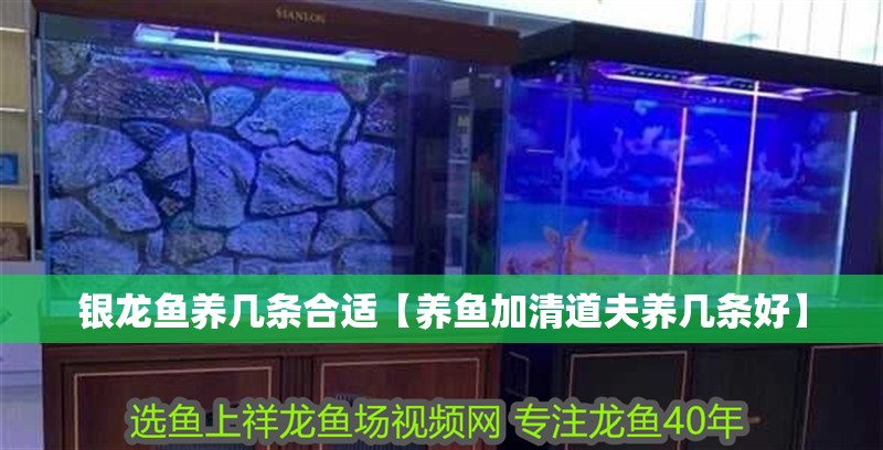 銀龍魚養幾條合適【養魚加清道夫養幾條好】