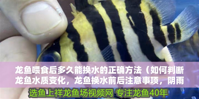 龍魚喂食后多久能換水的正確方法（如何判斷龍魚水質變化，龍魚換水前后注意事項，陰雨天龍魚養護技巧）