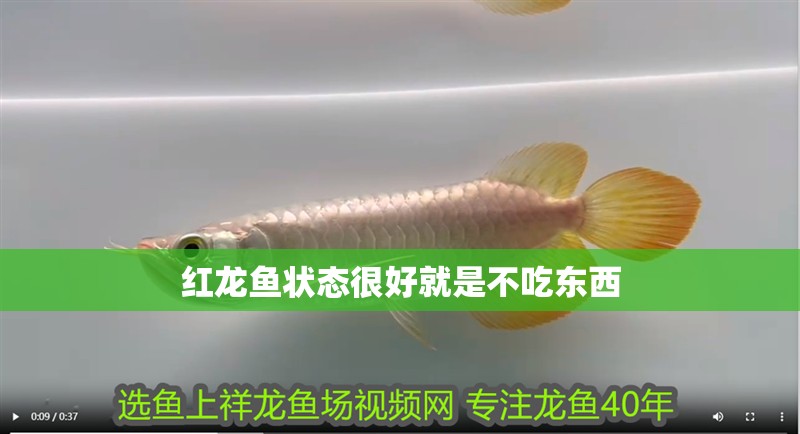 紅龍魚狀態很好就是不吃東西