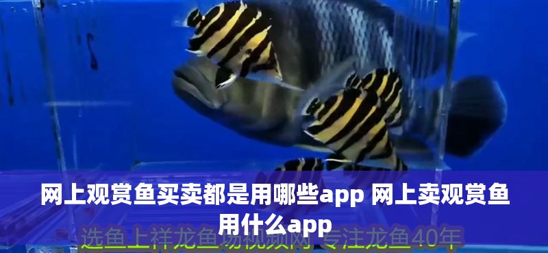 網上觀賞魚買賣都是用哪些app 網上賣觀賞魚用什么app