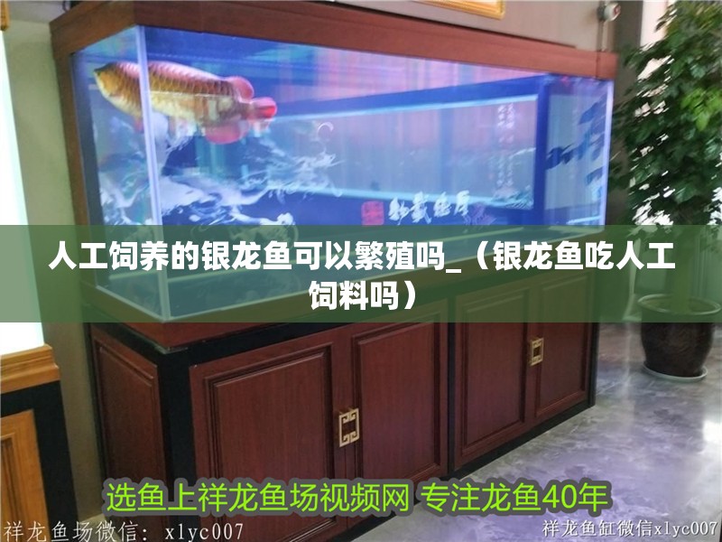 人工飼養的銀龍魚可以繁殖嗎_（銀龍魚吃人工飼料嗎）