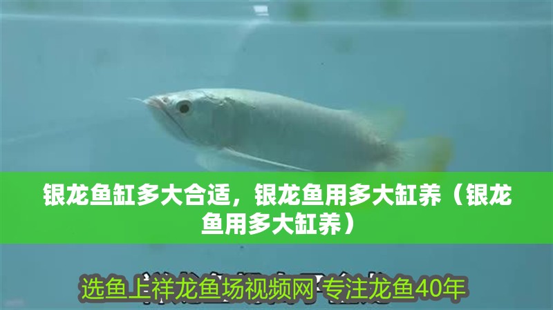 銀龍魚缸多大合適，銀龍魚用多大缸養(yǎng)（銀龍魚用多大缸養(yǎng)） 銀龍魚缸多大合適，銀龍魚用多大缸養(yǎng)（銀龍魚用多大缸養(yǎng)） 銀龍魚百科