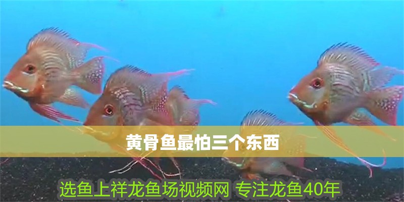 黃骨魚最怕三個東西