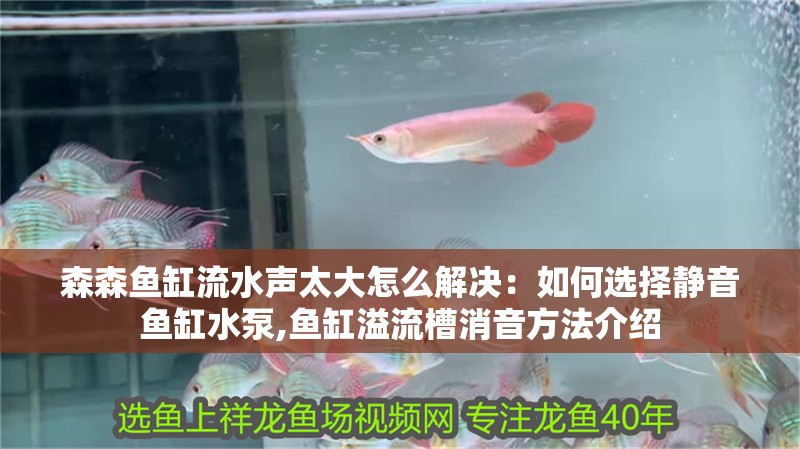 森森魚缸流水聲太大怎么解決：如何選擇靜音魚缸水泵,魚缸溢流槽消音方法介紹 森森魚缸流水聲太大怎么解決：如何選擇靜音魚缸水泵,魚缸溢流槽消音方法介紹 魚缸百科