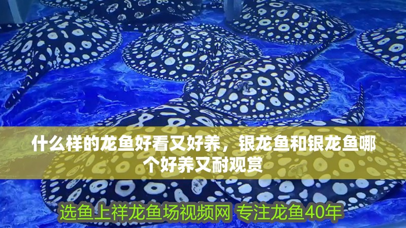 什么樣的龍魚好看又好養，銀龍魚和銀龍魚哪個好養又耐觀賞