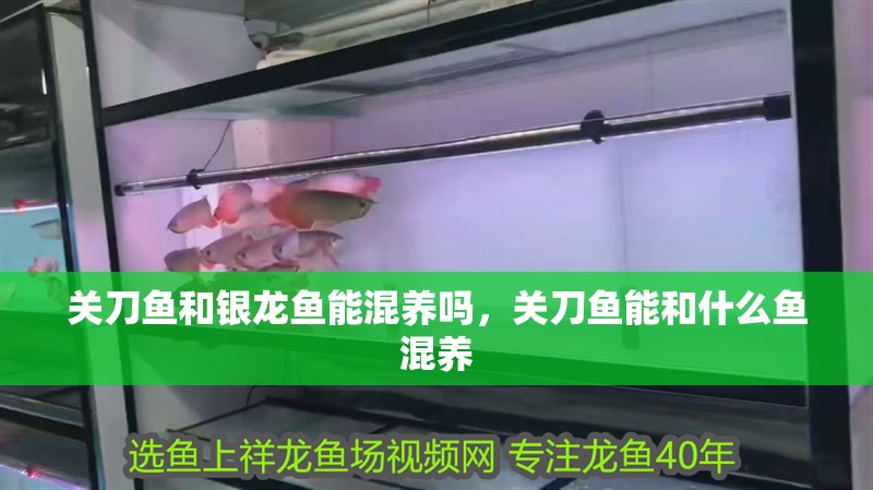關(guān)刀魚和銀龍魚能混養(yǎng)嗎，關(guān)刀魚能和什么魚混養(yǎng)