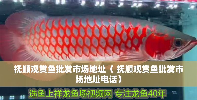 撫順觀賞魚批發市場地址（ 撫順觀賞魚批發市場地址電話）