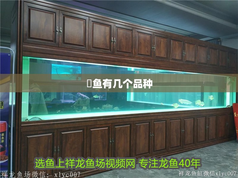 魟魚有幾個品種 魟魚有幾個品種 龍魚論壇