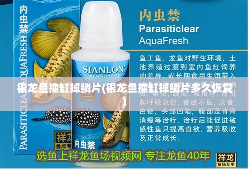 銀龍魚撞缸掉鱗片(銀龍魚撞缸掉鱗片多久恢復)