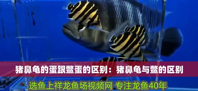 豬鼻龜的蛋跟鱉蛋的區別：豬鼻龜與鱉的區別
