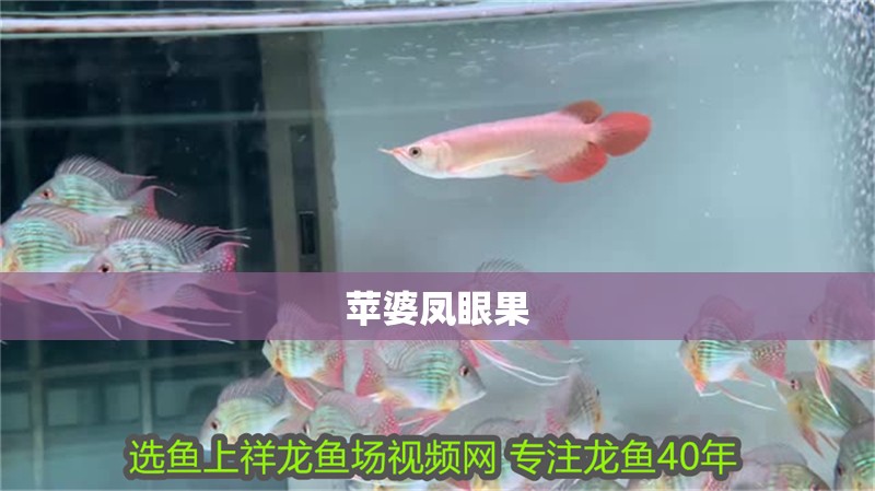 蘋(píng)婆鳳眼果