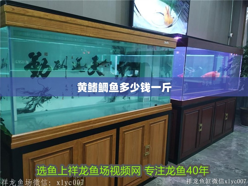 黃鰭鯛魚多少錢一斤