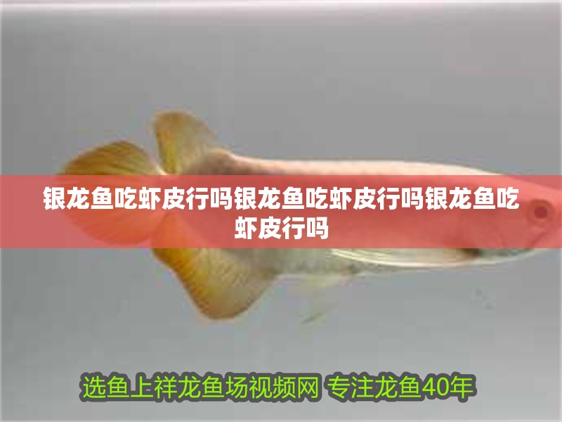 銀龍魚(yú)吃蝦皮行嗎銀龍魚(yú)吃蝦皮行嗎銀龍魚(yú)吃蝦皮行嗎
