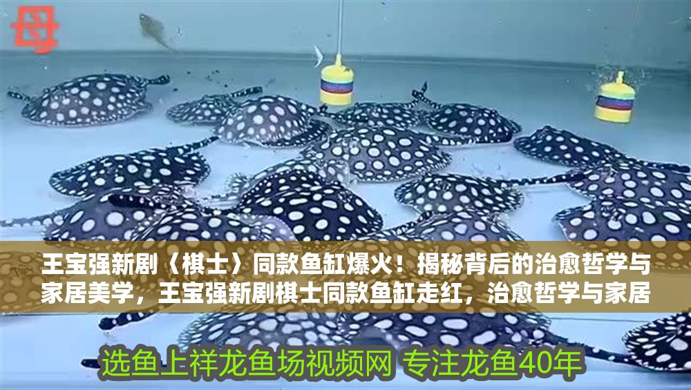 王寶強新劇〈棋士〉同款魚缸爆火！揭秘背后的治愈哲學與家居美學，王寶強新劇棋士同款魚缸走紅，治愈哲學與家居美學的完美融合