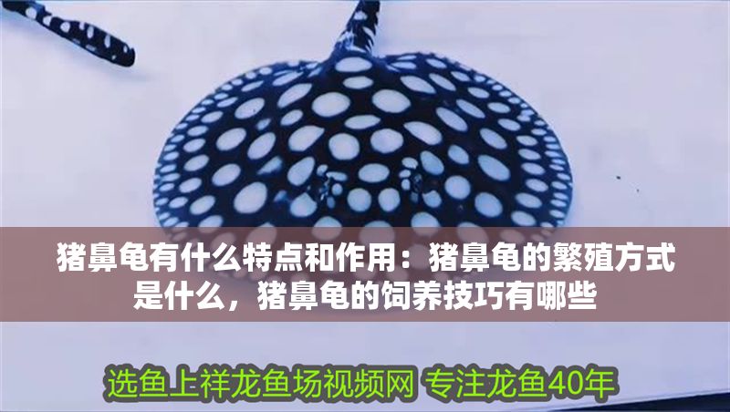 豬鼻龜有什么特點和作用：豬鼻龜的繁殖方式是什么，豬鼻龜的飼養技巧有哪些