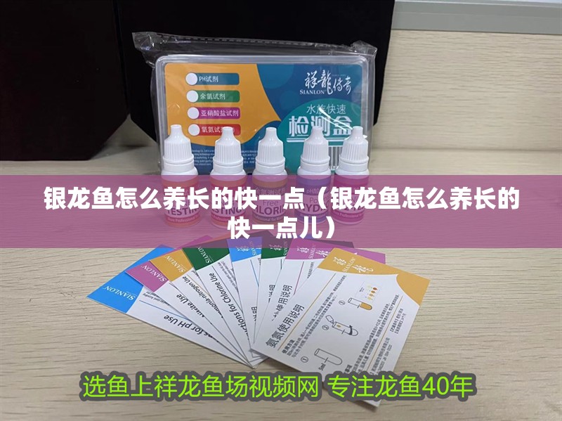 銀龍魚怎么養(yǎng)長的快一點(diǎn)（銀龍魚怎么養(yǎng)長的快一點(diǎn)兒）