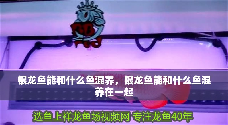 銀龍魚能和什么魚混養，銀龍魚能和什么魚混養在一起