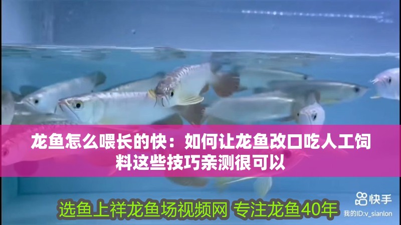 龍魚怎么喂長的快：如何讓龍魚改口吃人工飼料這些技巧親測很可以 龍魚怎么喂長的快：如何讓龍魚改口吃人工飼料這些技巧親測很可以 龍魚百科