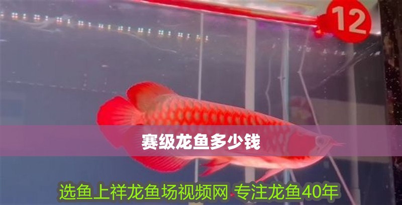 賽級(jí)龍魚多少錢