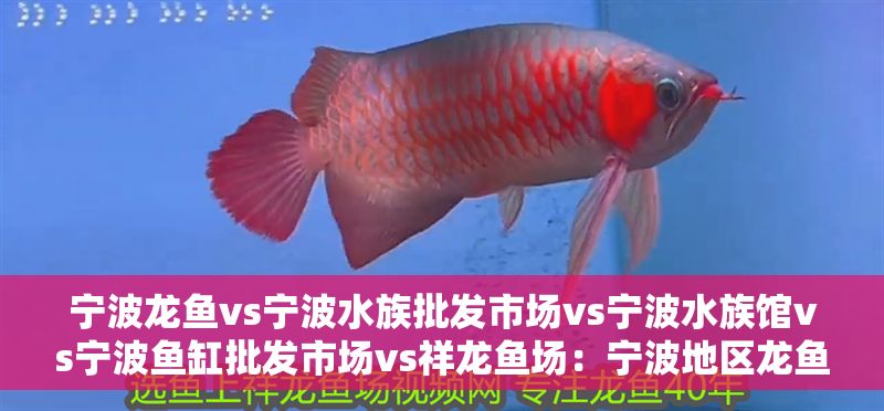 寧波龍魚vs寧波水族批發市場vs寧波水族館vs寧波魚缸批發市場vs祥龍魚場：寧波地區龍魚市場的競爭狀況和發展趨勢