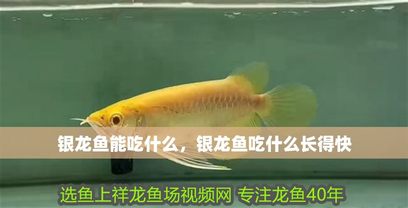 銀龍魚能吃什么，銀龍魚吃什么長得快