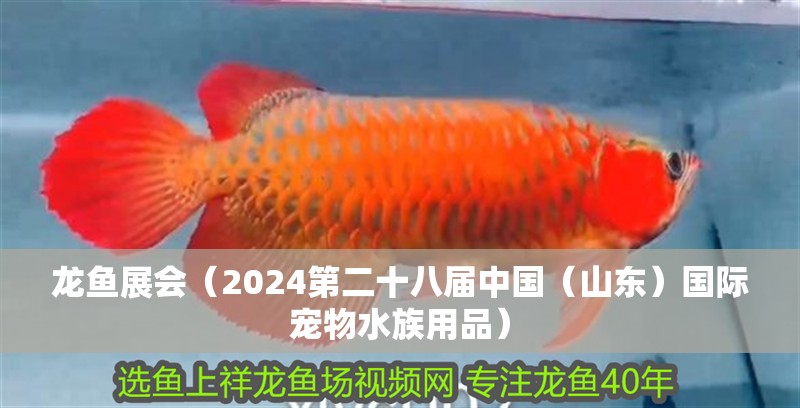 龍魚展會（2024第二十八屆中國（山東）國際寵物水族用品）