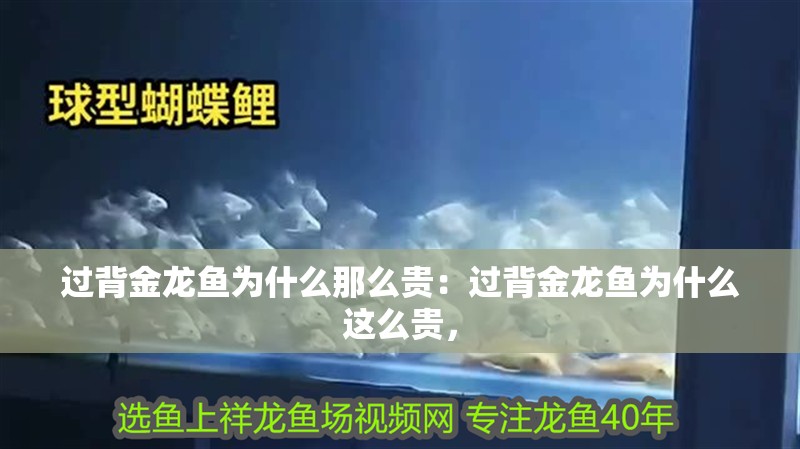 過背金龍魚為什么那么貴：過背金龍魚為什么這么貴，