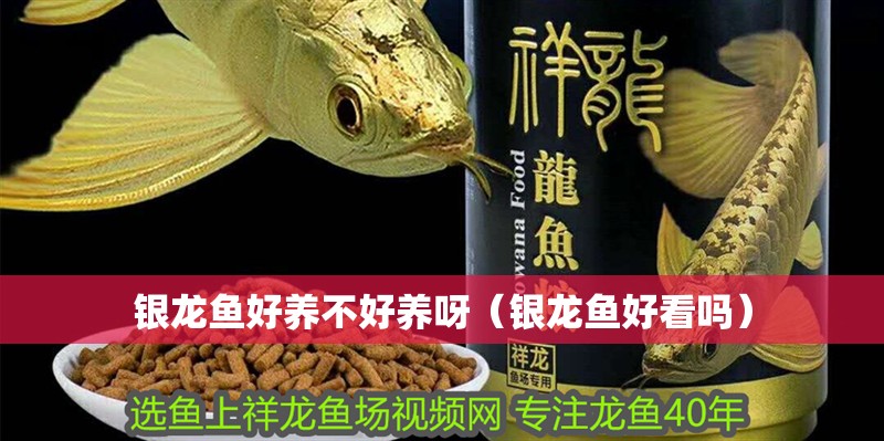 銀龍魚好養不好養呀（銀龍魚好看嗎）