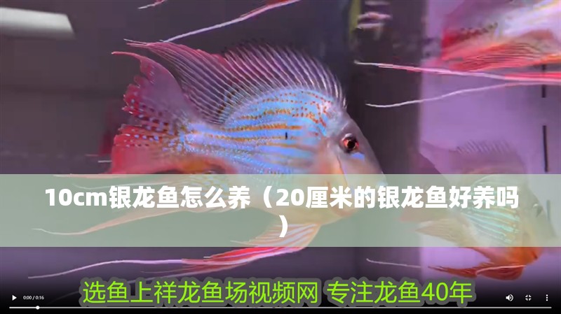 10cm銀龍魚怎么養（20厘米的銀龍魚好養嗎）
