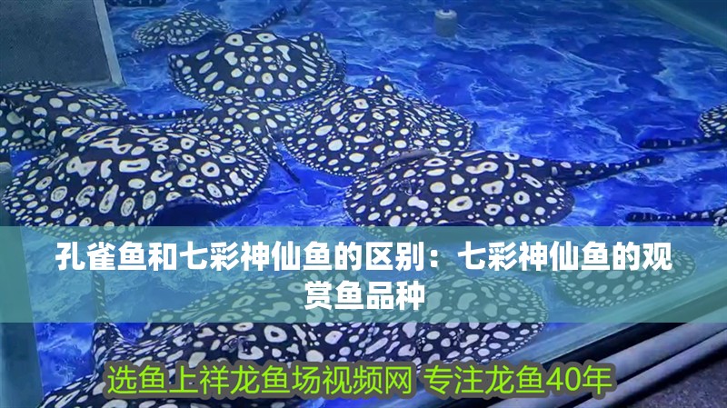 孔雀魚(yú)和七彩神仙魚(yú)的區(qū)別：七彩神仙魚(yú)的觀賞魚(yú)品種
